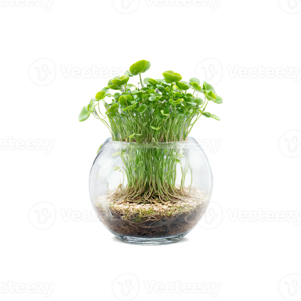 Peperomia Obtusifolia small round fleshy leaves sprouting from a floating glass terrarium with a swirling png