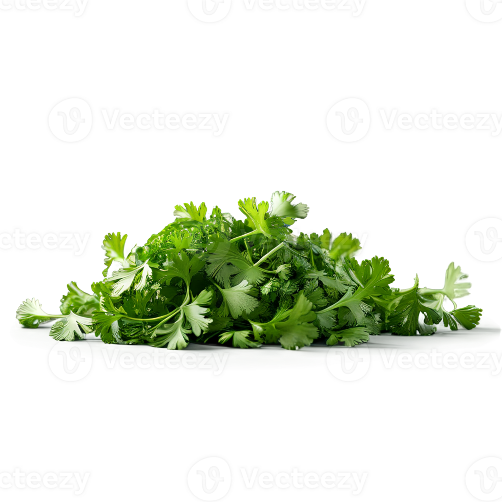 Cilantro dried and light green scattered dramatic lighting close up food and culinary concept showcasing png