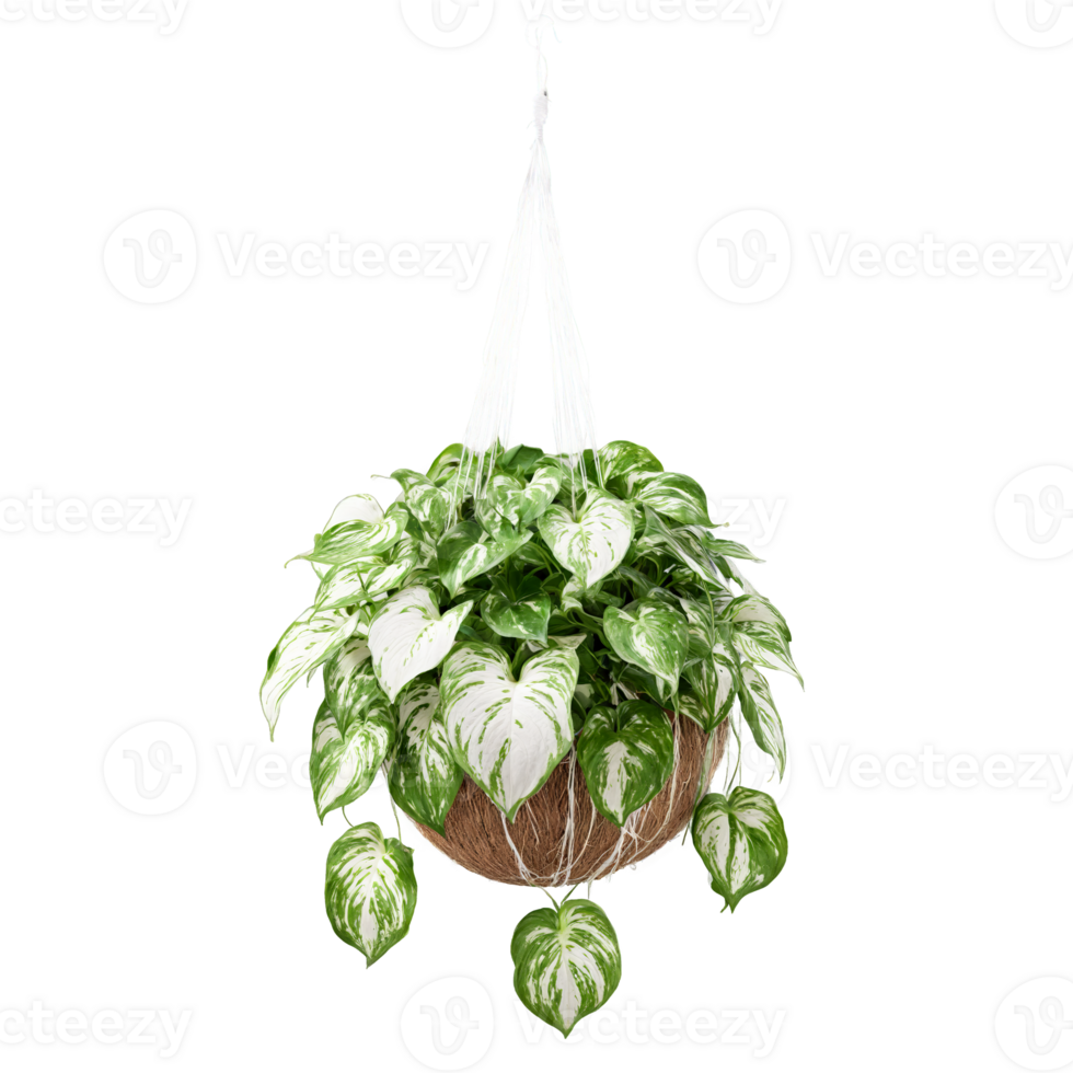 pothos marbre reine traînant plante avec vert et blanc panaché feuilles dans une pendaison panier png