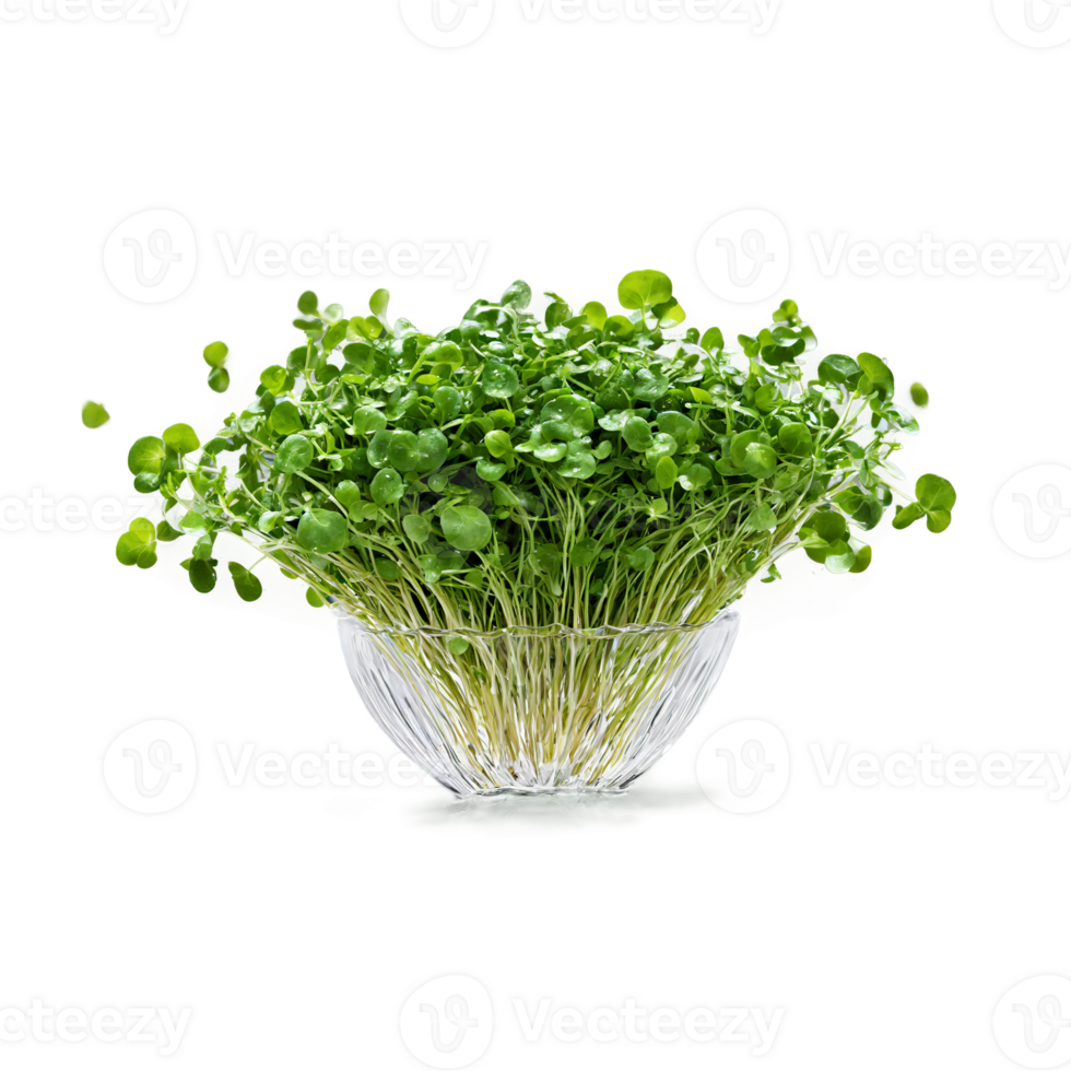 Watercress with small leaves and stems in dynamic splash of water Food and culinary concept png
