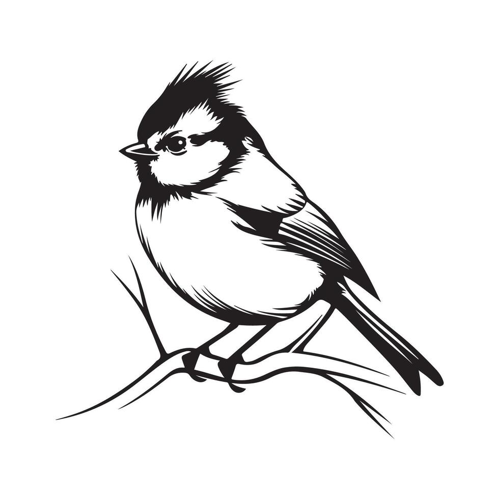 Titmouse bird on a branch on white background vector