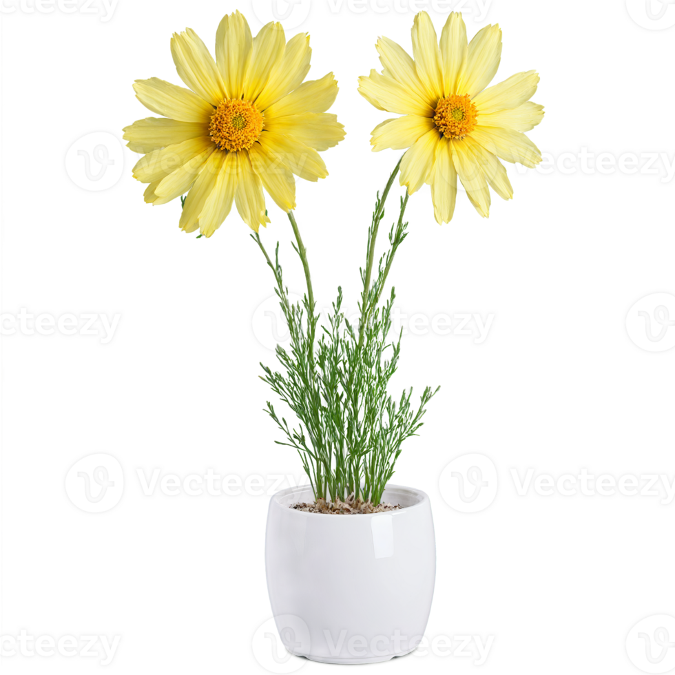 Coreopsis bright yellow daisy like flowers on sturdy stems in a white ceramic pot Coreopsis png
