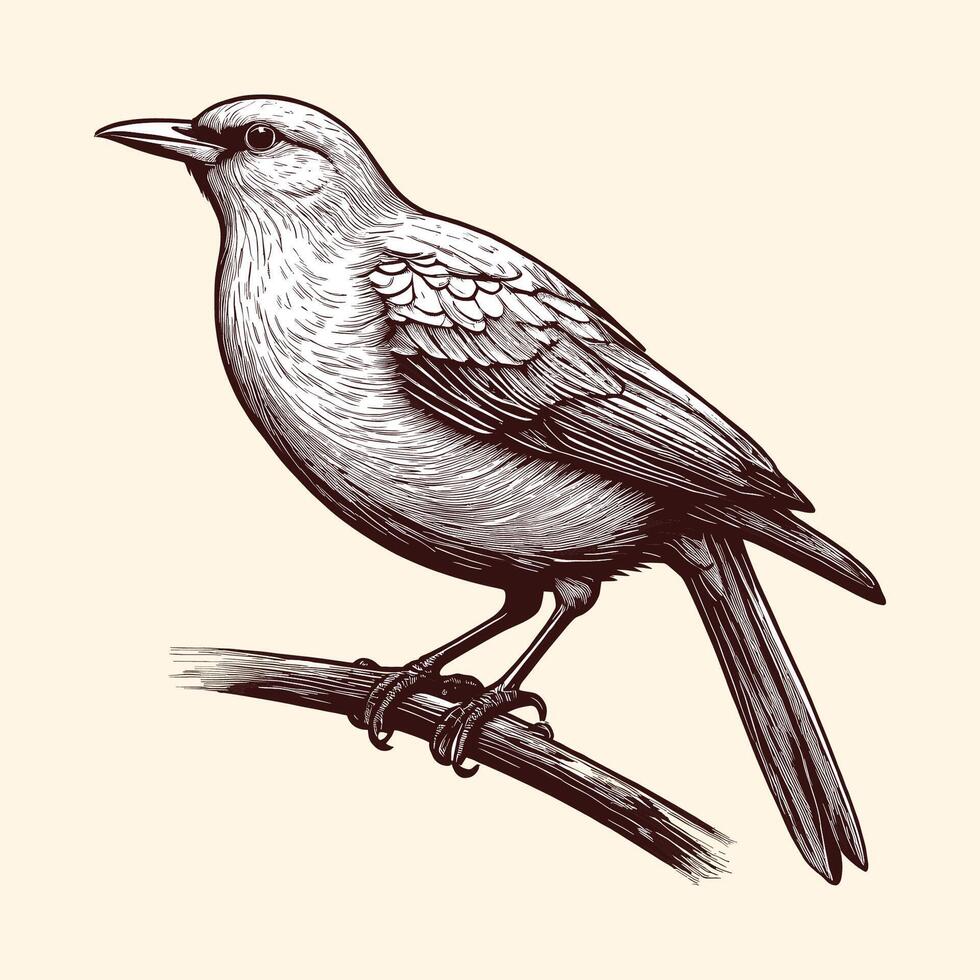 A Bird On A Branch Engraved Line Drawing vector