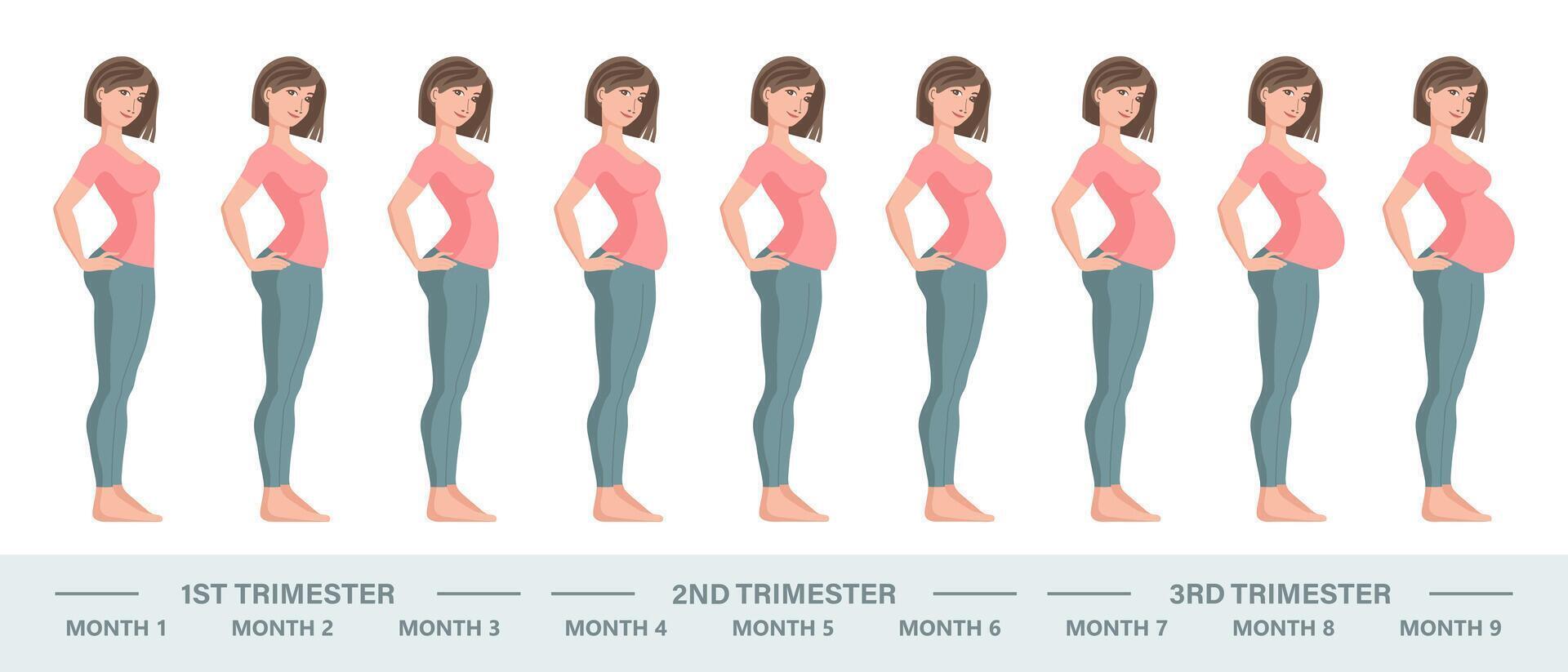 joven embarazada mujer colocar. fetal crecimiento a diferente etapas de el embarazo, mensual período. ilustración vector