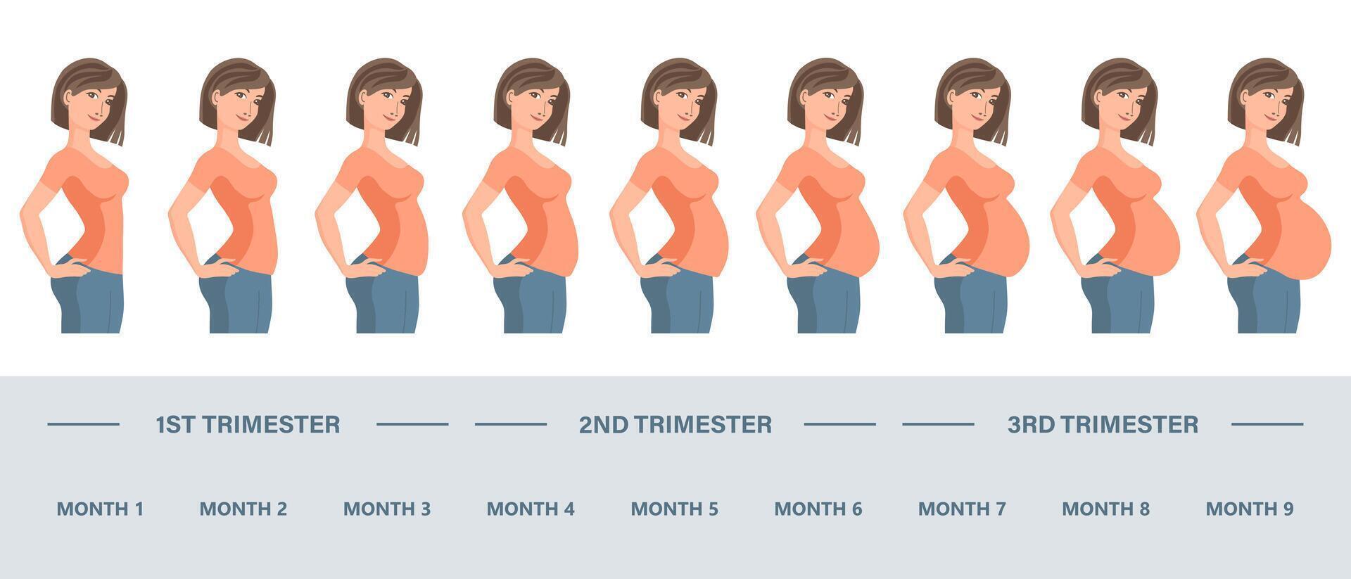 Young pregnant woman set fetal growth at different stages of pregnancy