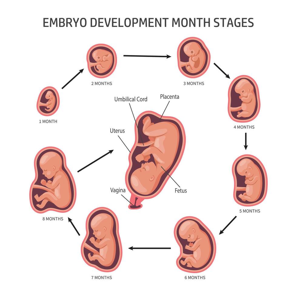 embrión en el matriz, colocar. desarrollo y crecimiento de el feto a diferente etapas de el embarazo, mensual período. infografía, bandera vector