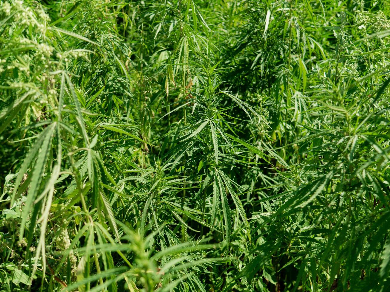 View of unripened green organic technical hemp at the sunny day. Weed is sustainable commodity. Industrial cannabis. Commercial hemp production. Natural health concept. Medical marijuana. photo