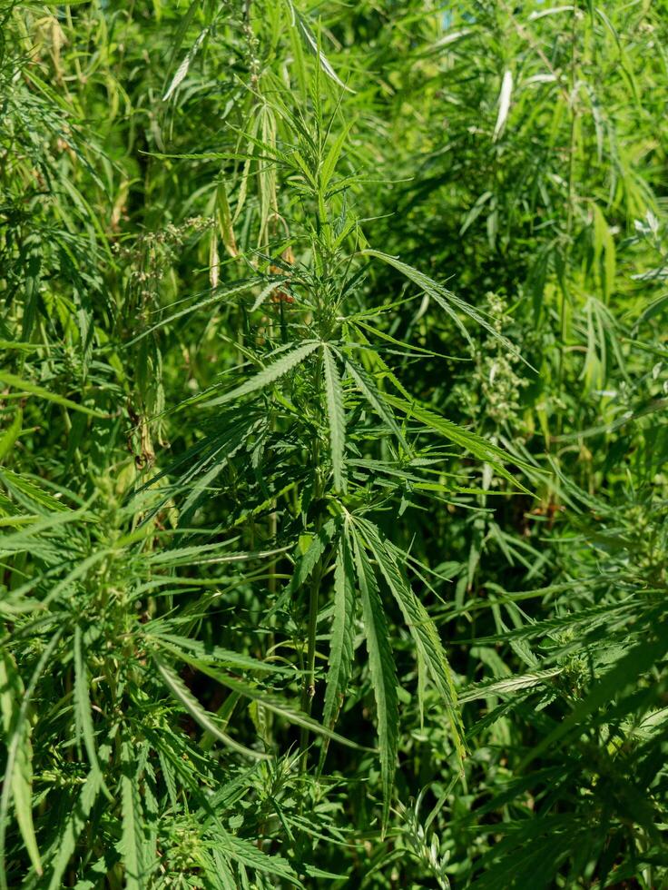 View of unripened green organic technical hemp at the sunny day. Weed is sustainable commodity. Industrial cannabis. Commercial hemp production. Natural health concept. Medical marijuana. photo