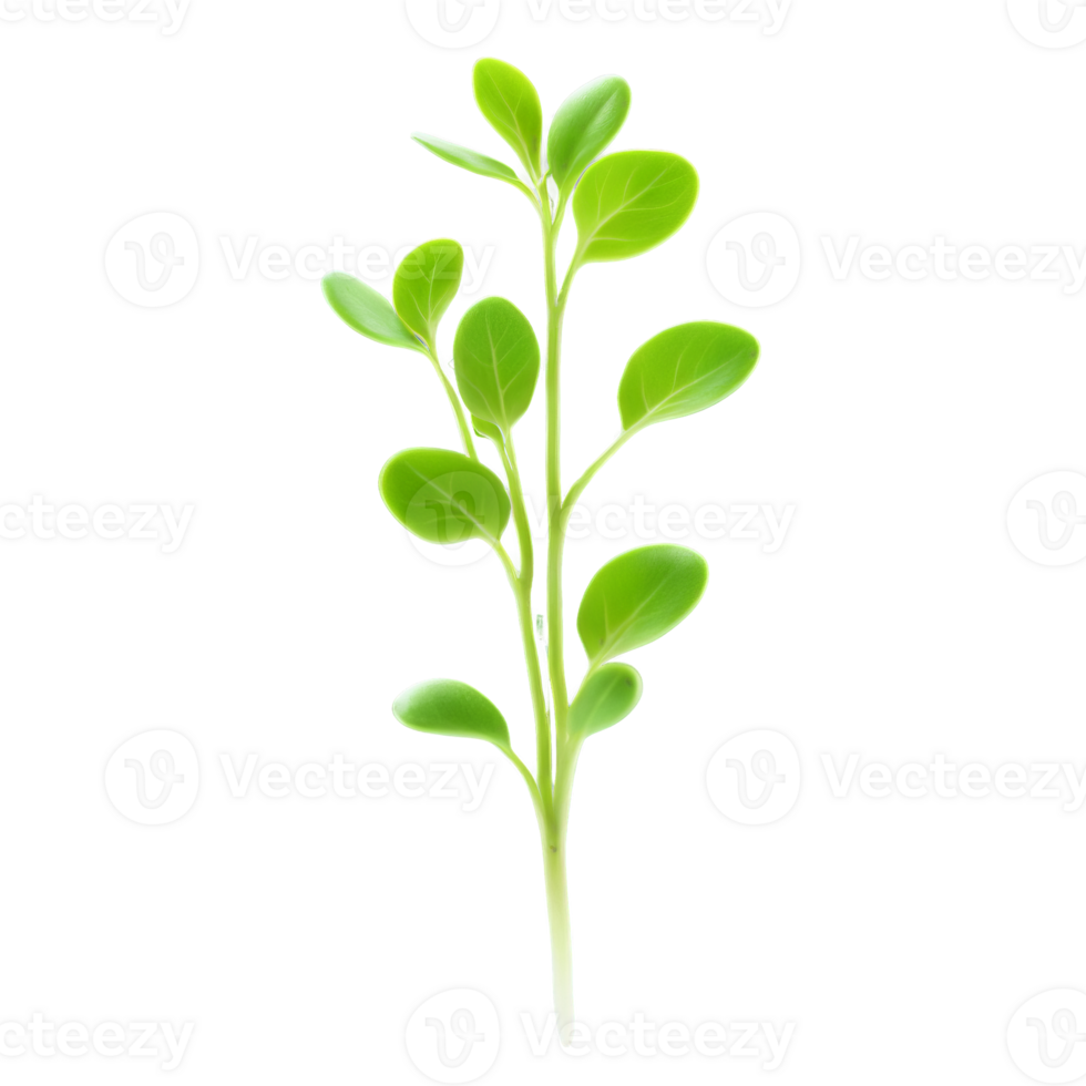 Cress microgreens Lepidium sativum tiny green leaves with a peppery flavor artfully scattered Microgreen super png