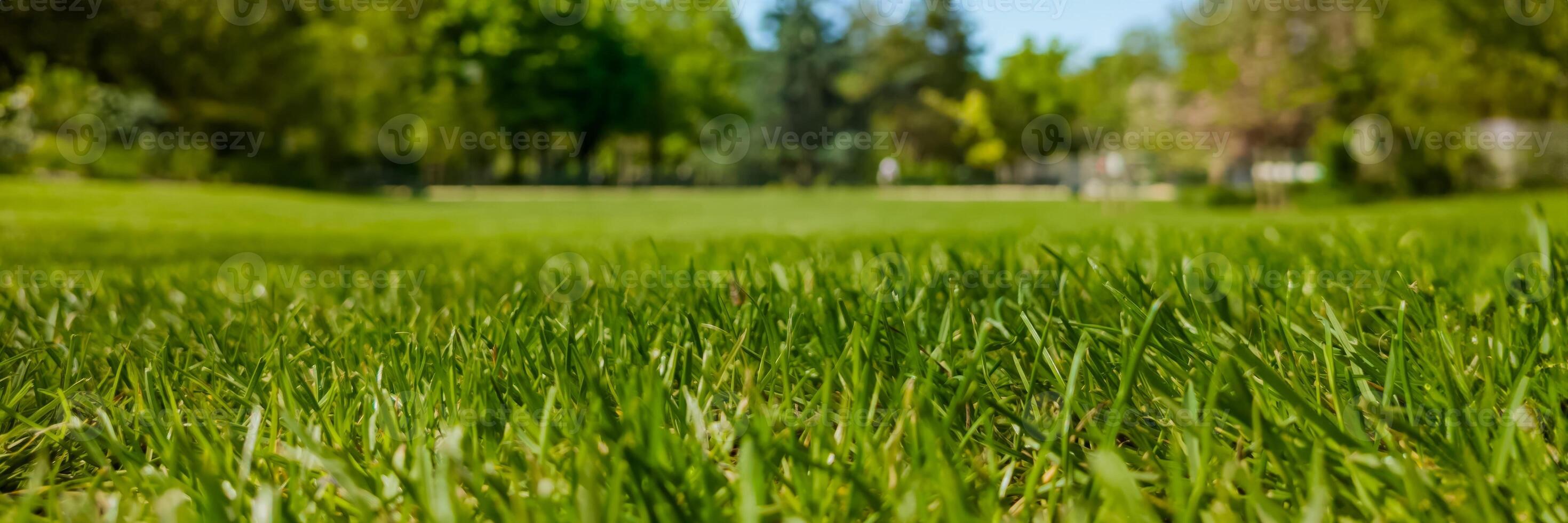 Low angle view of vibrant green grass in a park capturing the essence of spring and Earth Day celebrations, ideal for environmental themes photo