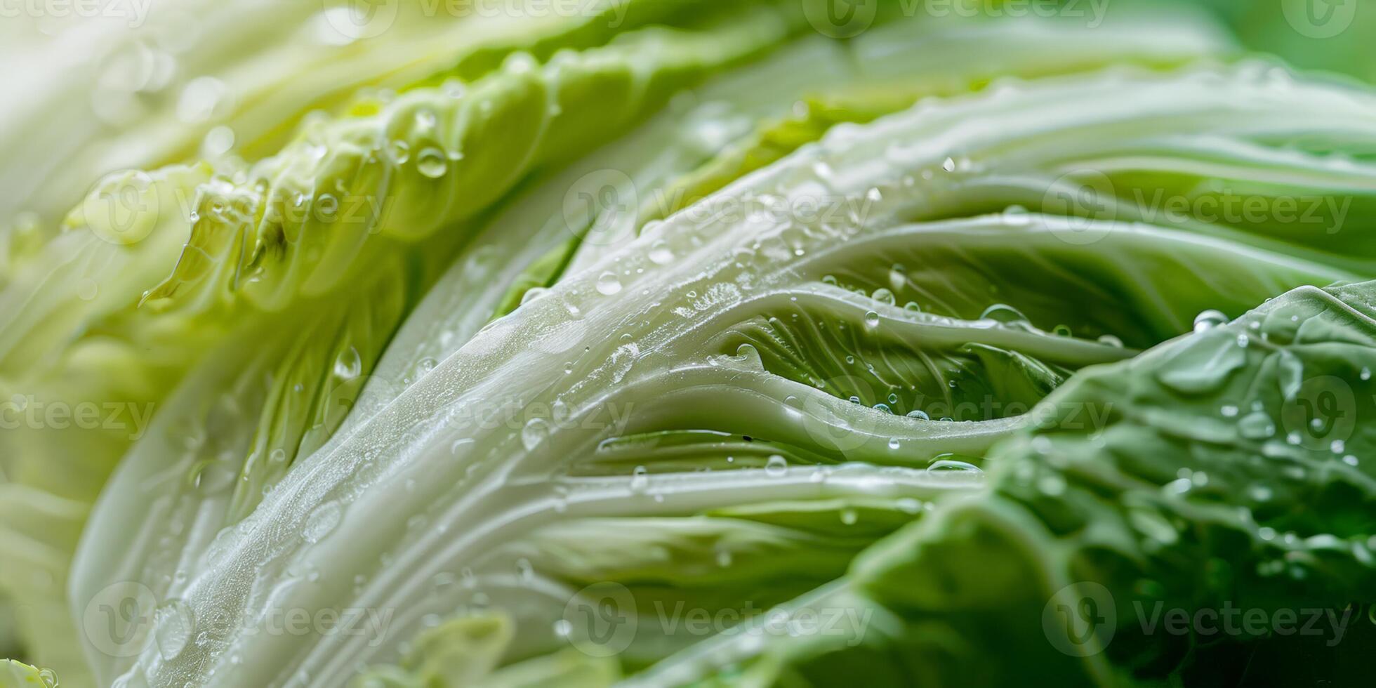 Close up of fresh green cabbage leaves with water droplets, perfect for healthy eating concepts and vegetarian recipes during Veganuary and National Nutrition Month photo