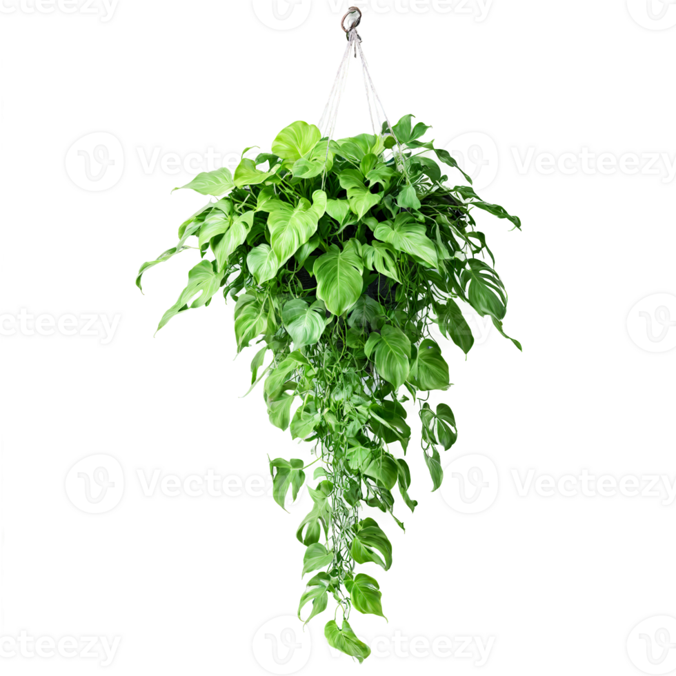 Philodendron Xanadu plant with lobed green leaves in a hanging basket with trailing vines Philodendron png