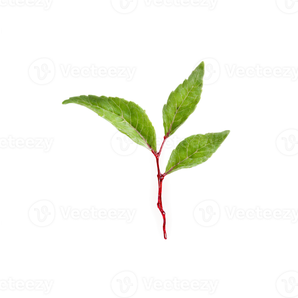 Cranberry Leaf small red leaf with smooth edges and a slightly wavy texture fluttering gently png