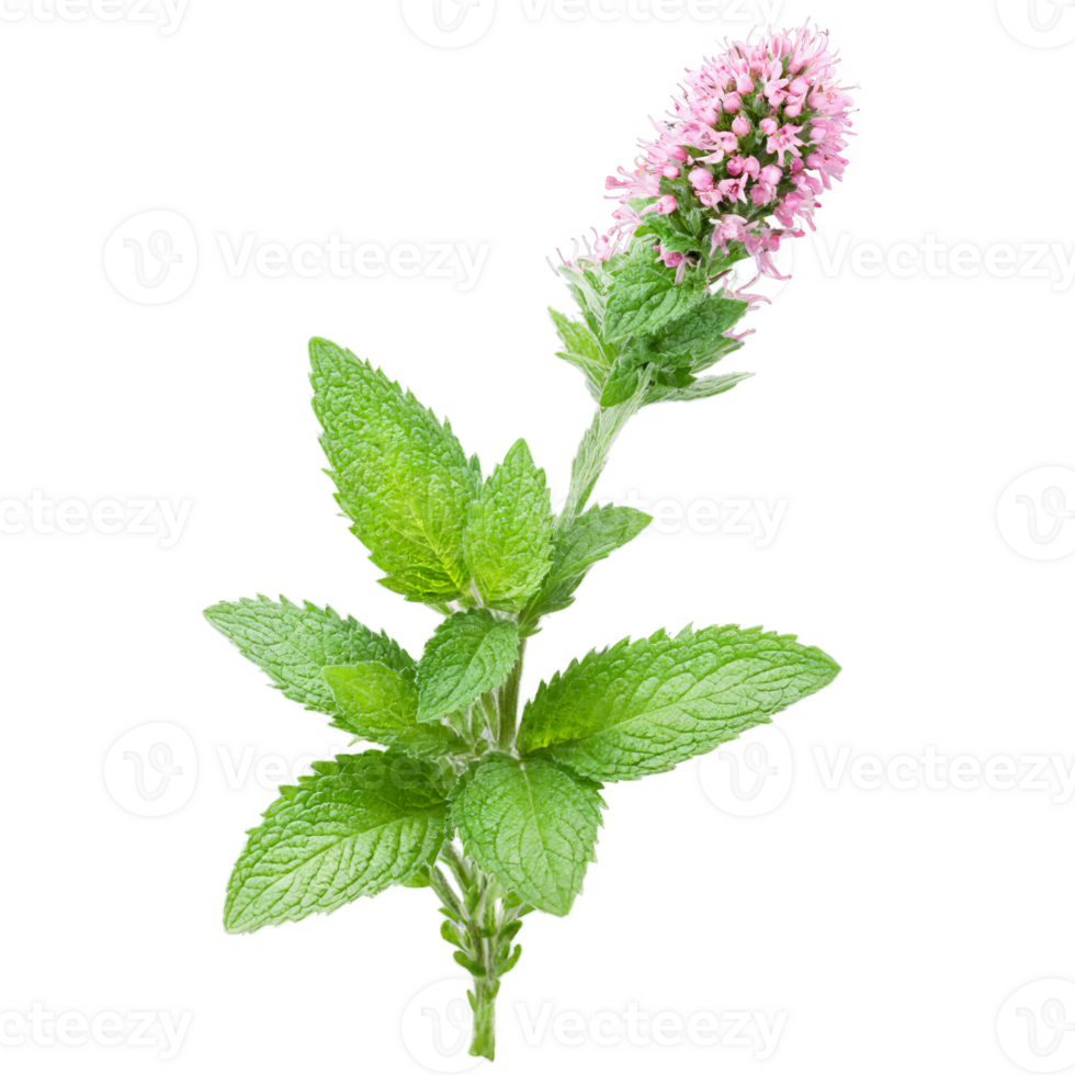 Spearmint Plant aromatic green leaves and spikes of small pink flowers Mentha spicata Final image png