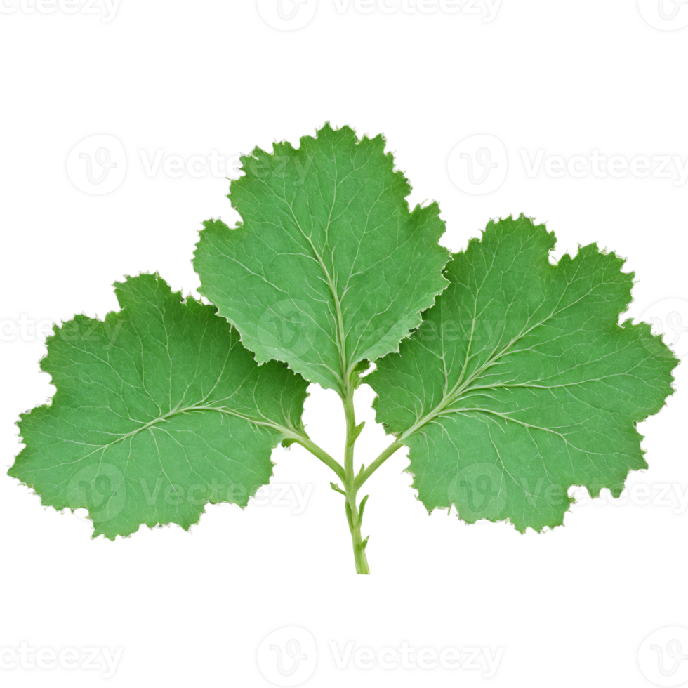 Burdock Leaf large green leaf with wavy edges and a slightly rough texture curling at png