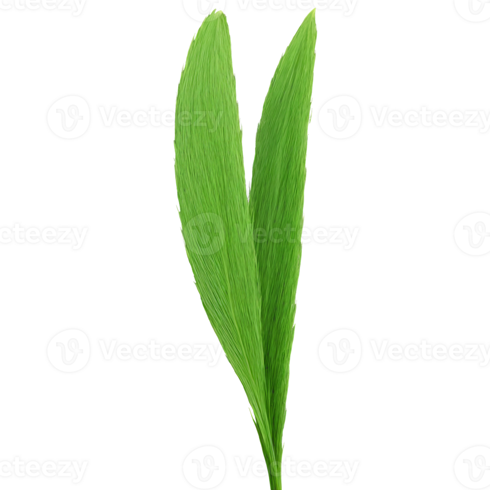 herbe lame longue vert feuille avec parallèle veines et une légèrement ondulé texture balancement doucement png