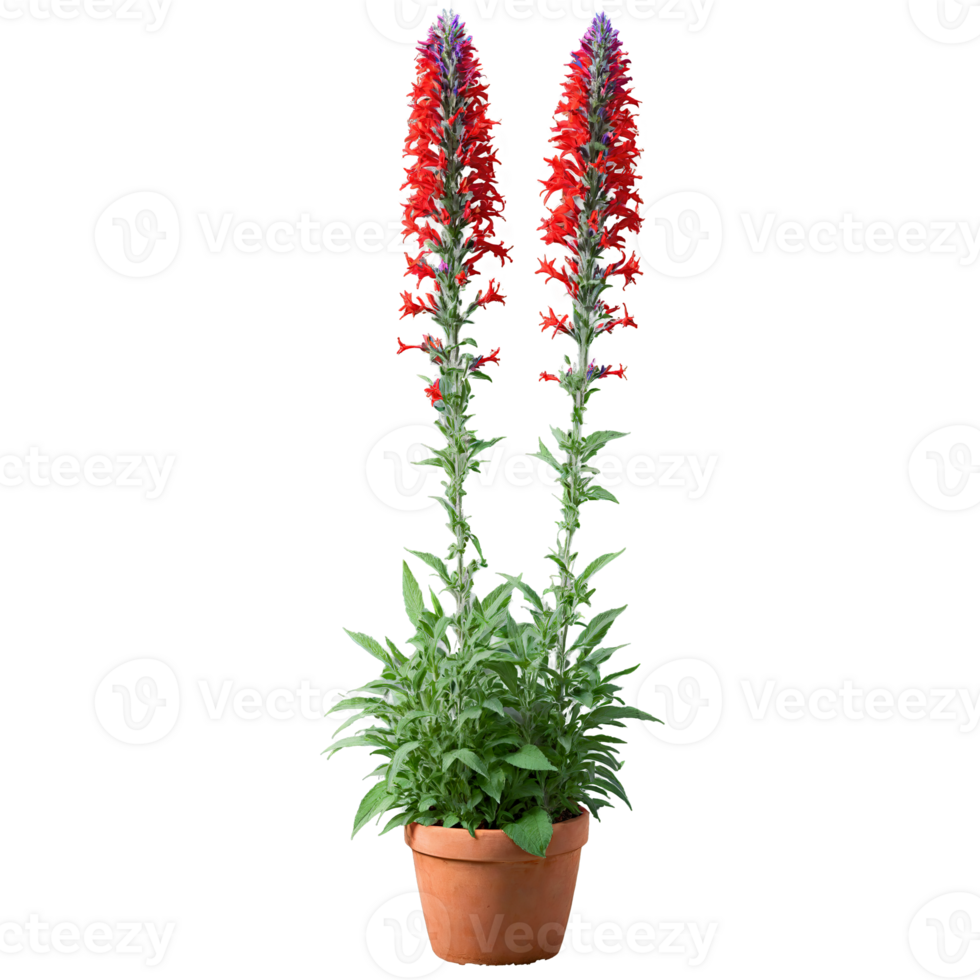 Salvia vibrant red tubular flowers on tall spikes in a terracotta pot with lush green png