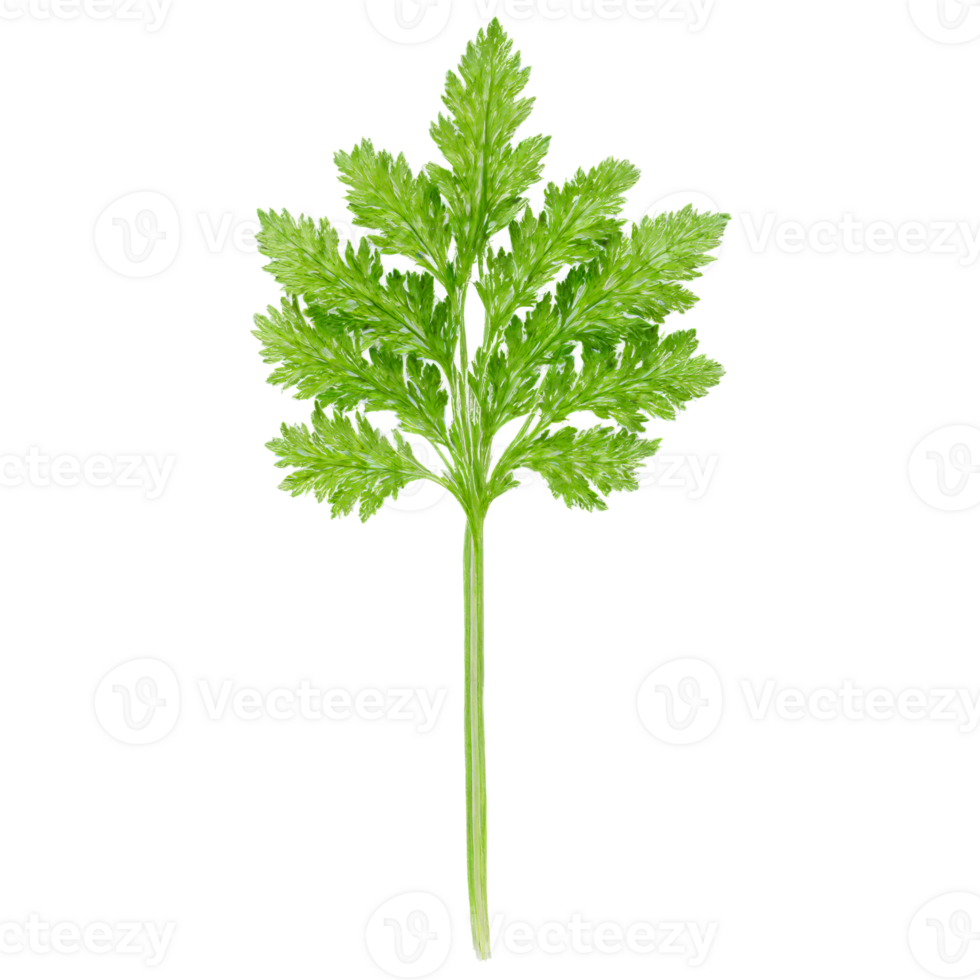 Dried chervil leaves delicate green color feathery texture slender stems Food and culinary concept png