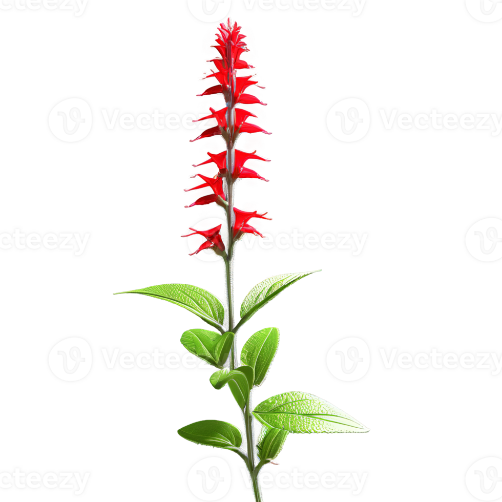 Salvia Salvia spp with spikes of tubular flowers in shades of red purple or blue png