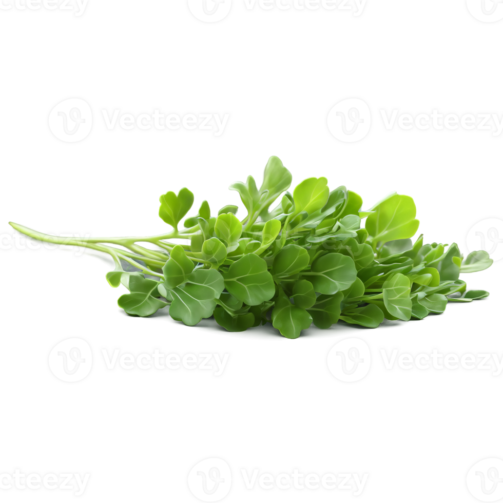 Mizuna microgreens Brassica rapa var nipposinica serrated green leaves with a hint of white artfully png