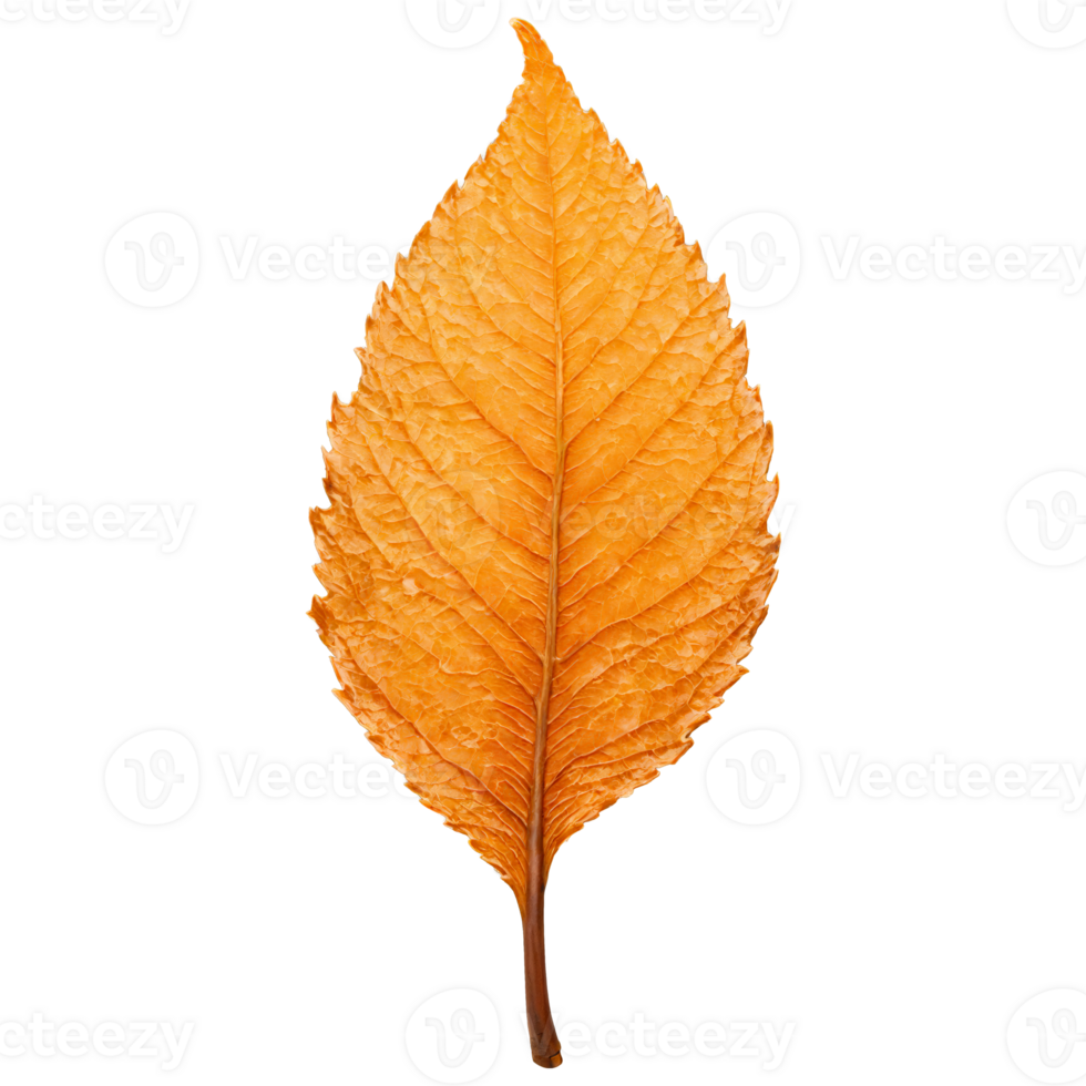 Beech Leaf glossy orange leaf with wavy edges and a smooth texture reflecting light Fagus png