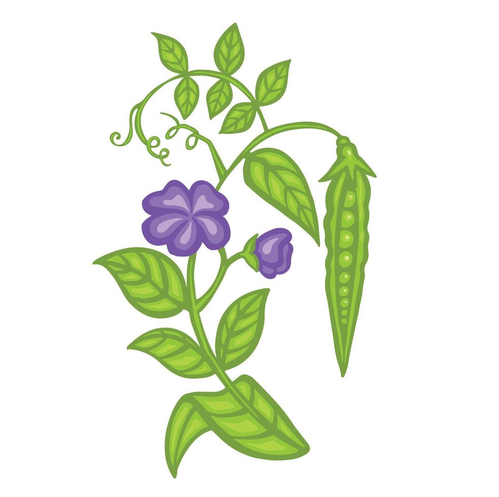 Soybean or pea sprout, bean with leaves and pods cartoon style illustration. vector