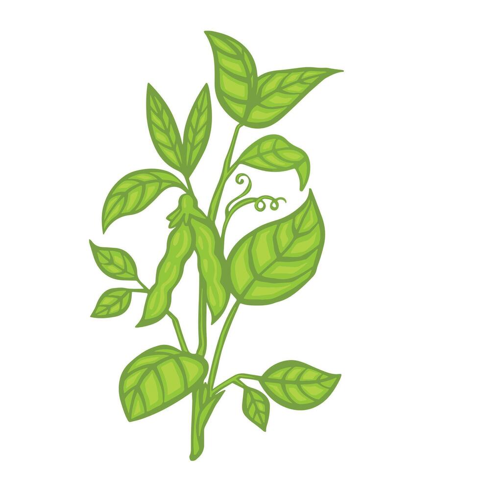 Stem of soybean or pea, bean with leaves and pods cartoon style illustration. vector