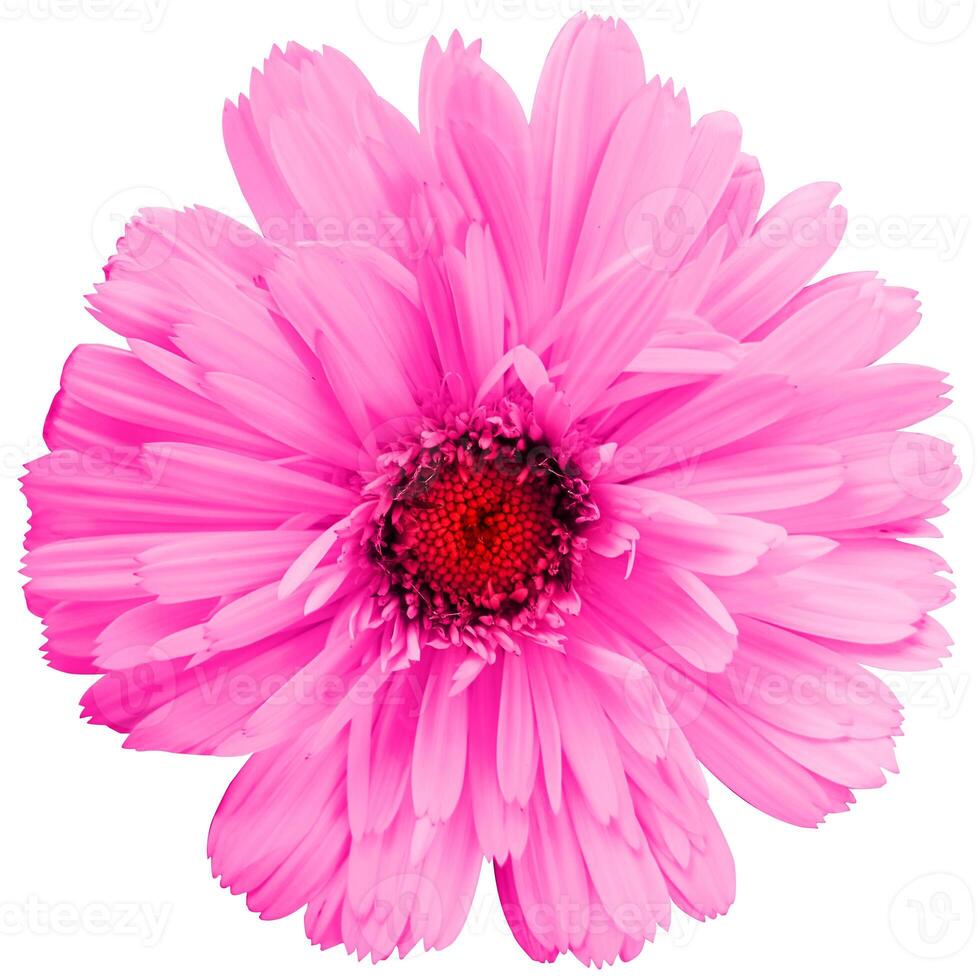 Pretty spring flower with many pink petals isolated on white background. Ideal image to express a feeling of natural freshness photo