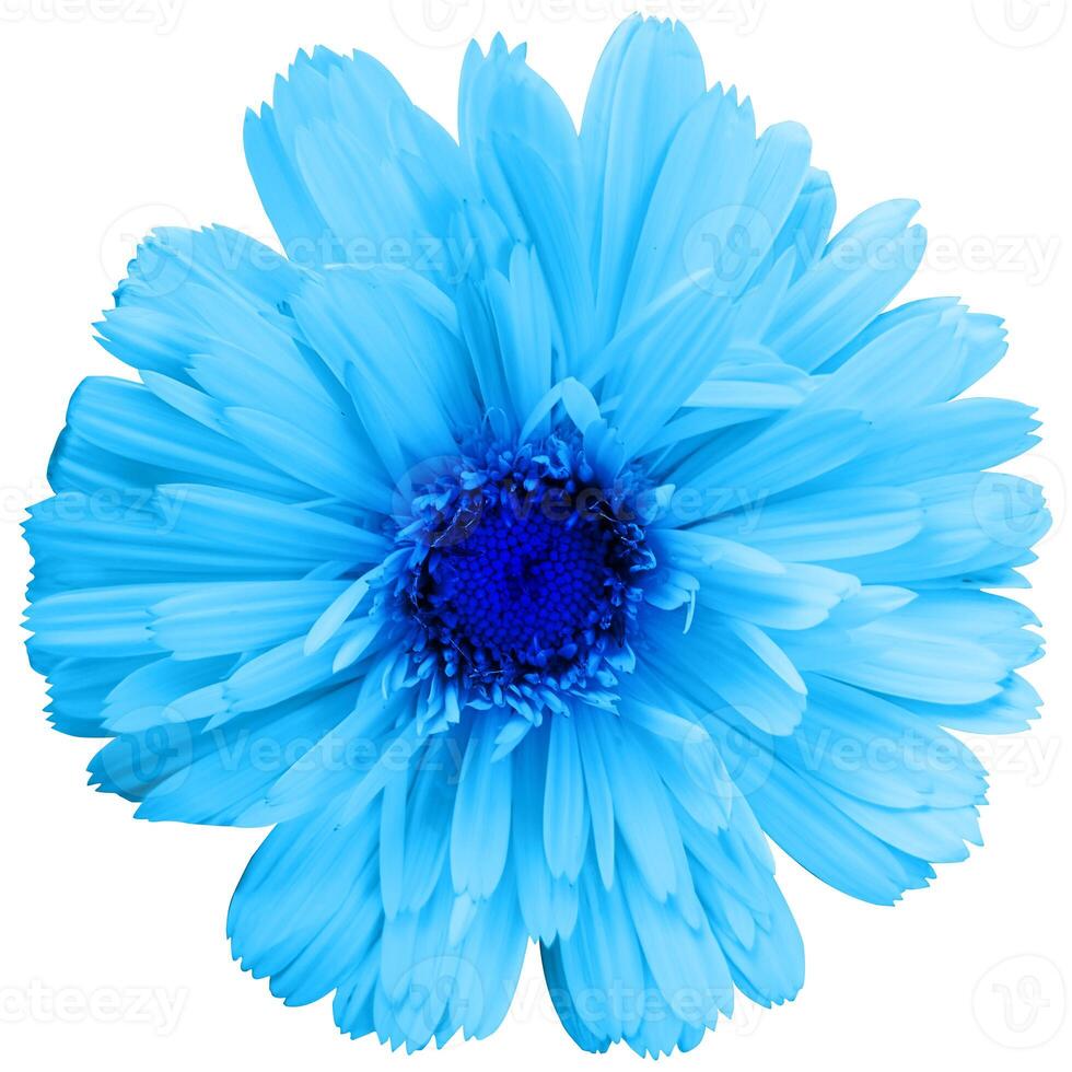 Pretty spring flower with many blue petals isolated on white background. Ideal image to express a feeling of natural freshness photo