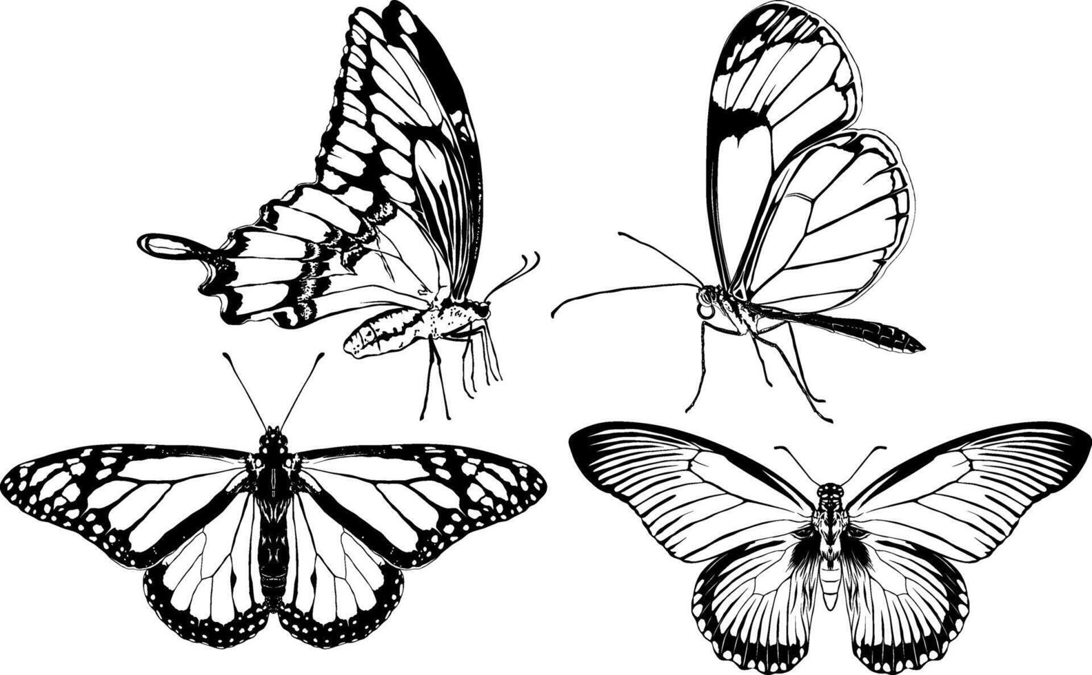 Butterflies set 5 vector