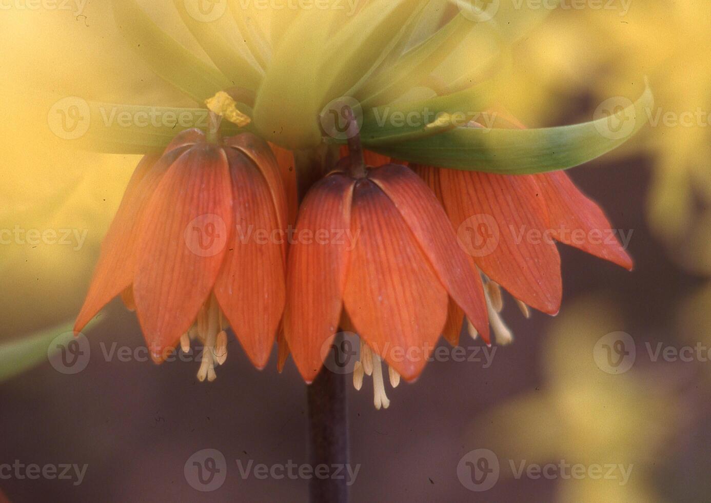 a close up of a flower with orange petals photo