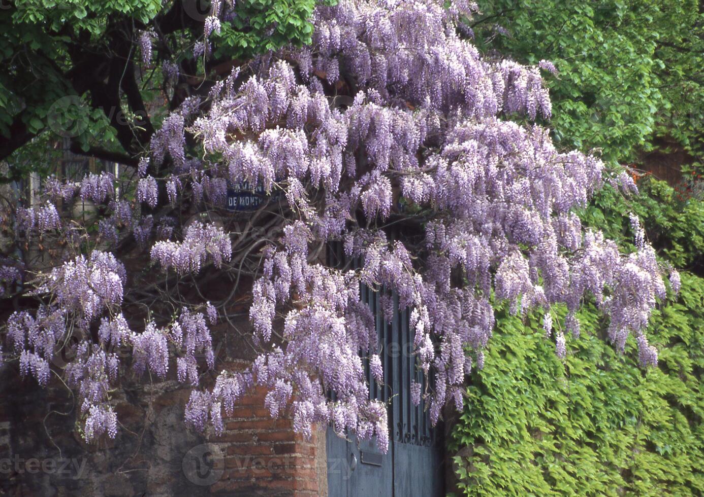 a tree with purple flowers growing on it photo