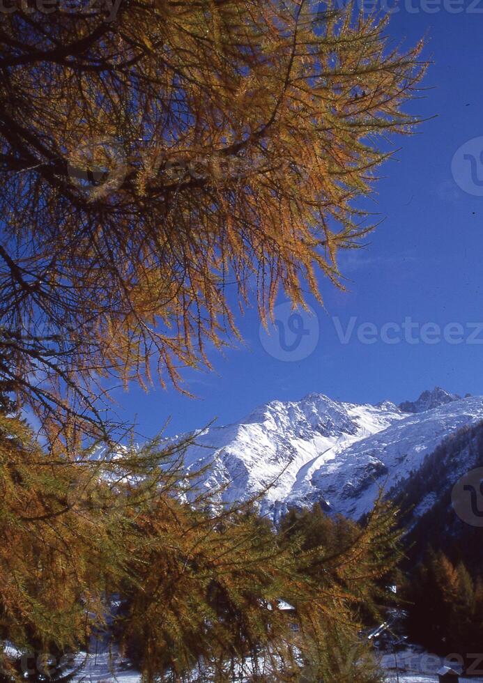 a tree with yellow leaves photo