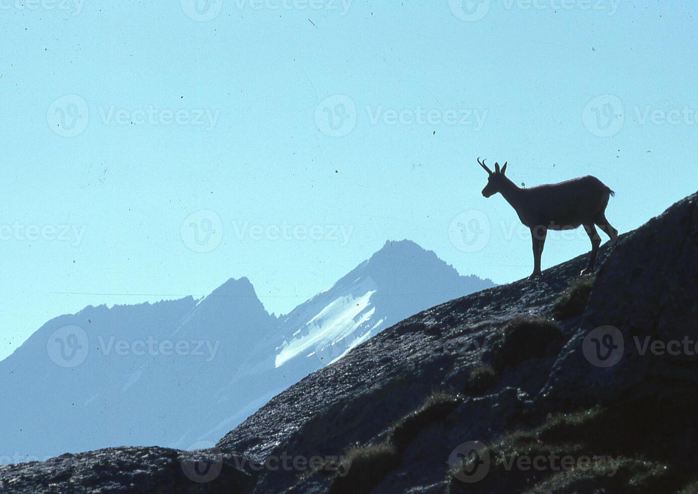 a goat standing on a mountain top photo