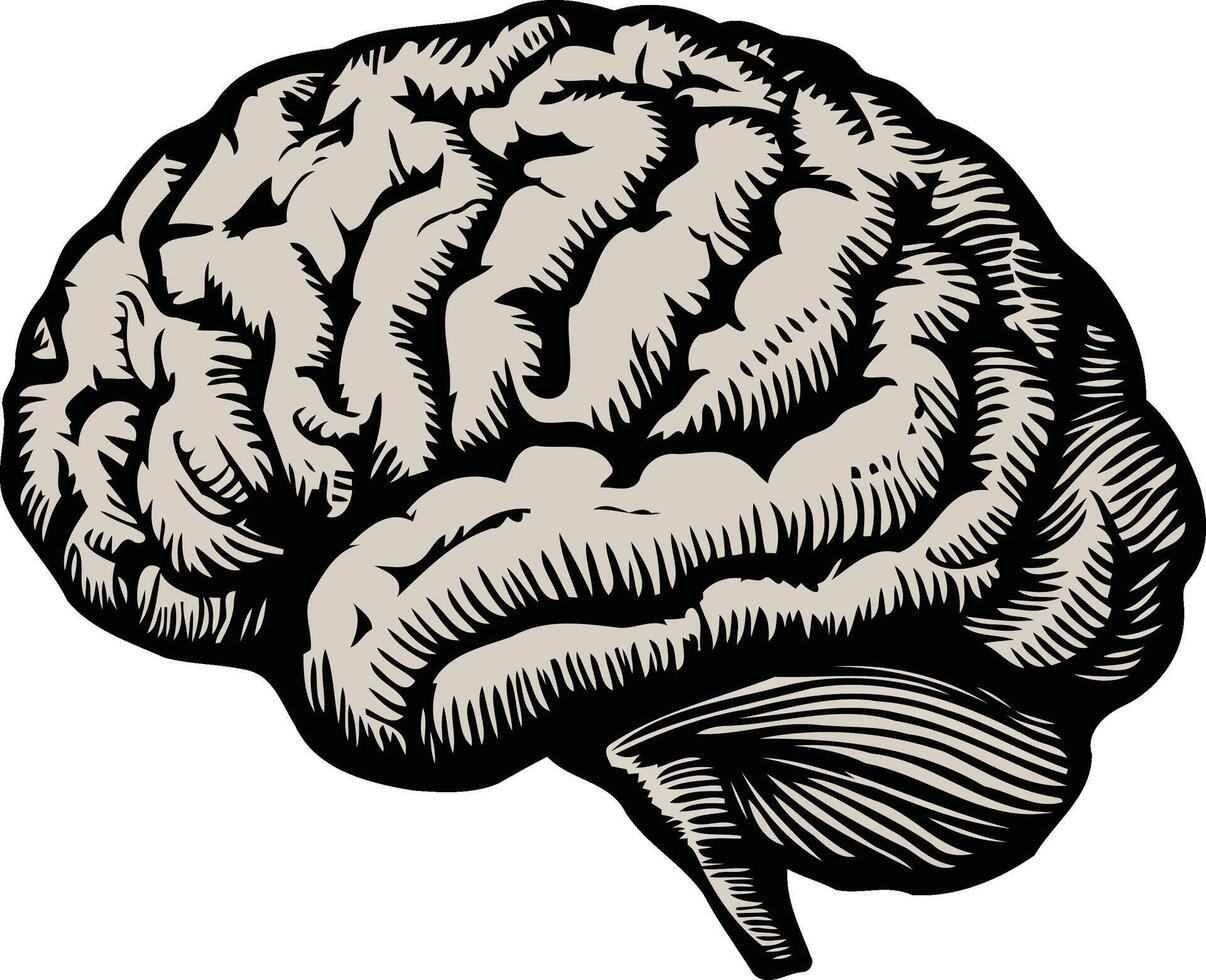 humano cerebro. anatomía y ciencia, medicina y cabeza, inteligencia y pensar vector