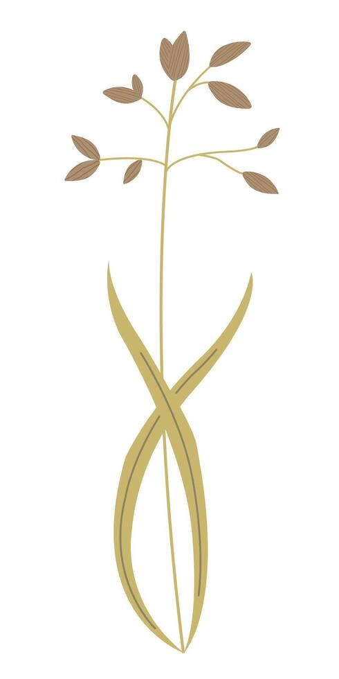 Dry herbarium plant. Flower illustration isolated on white background. Wildflower in flat style for web design, banner, flyer, invitation, card. vector