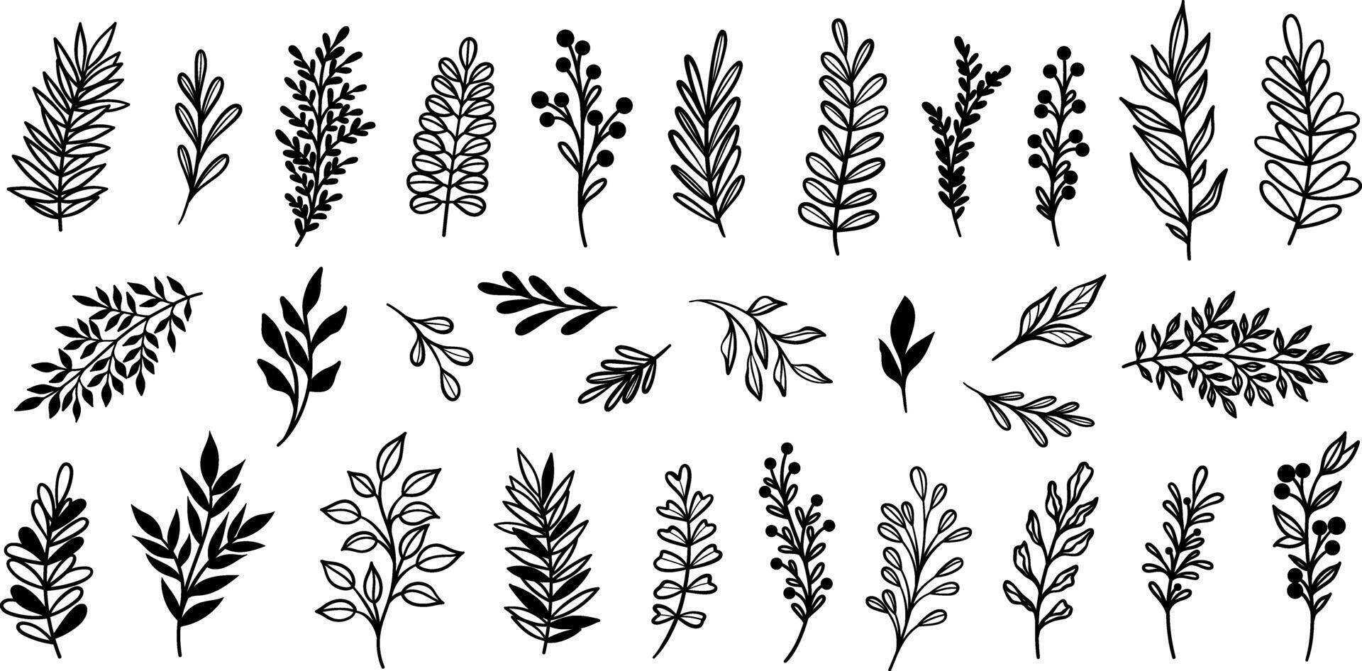 Leaf set, hand drawn leaves, plant doodles isolated collection vector