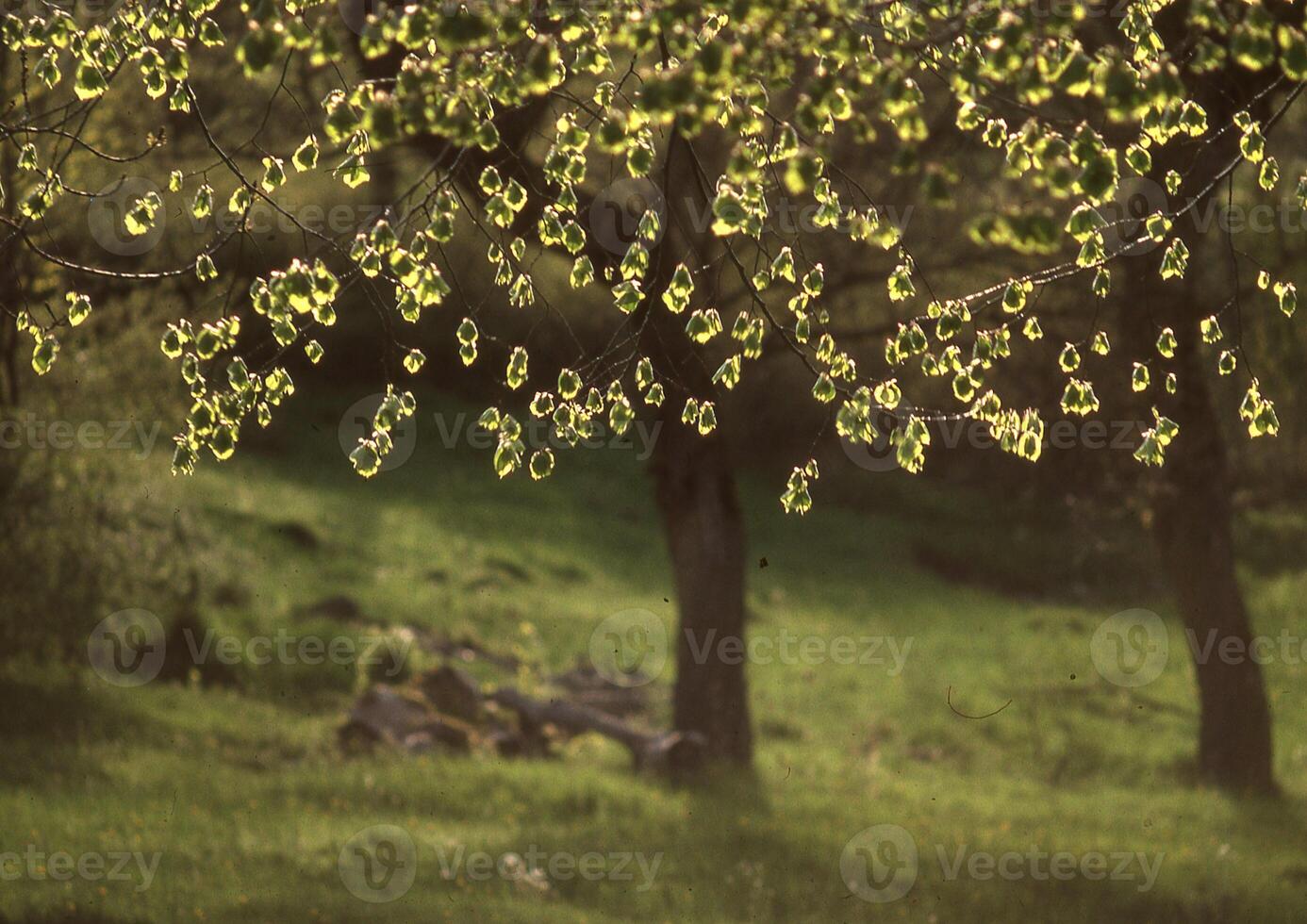 a cow grazing in a field with trees and grass photo