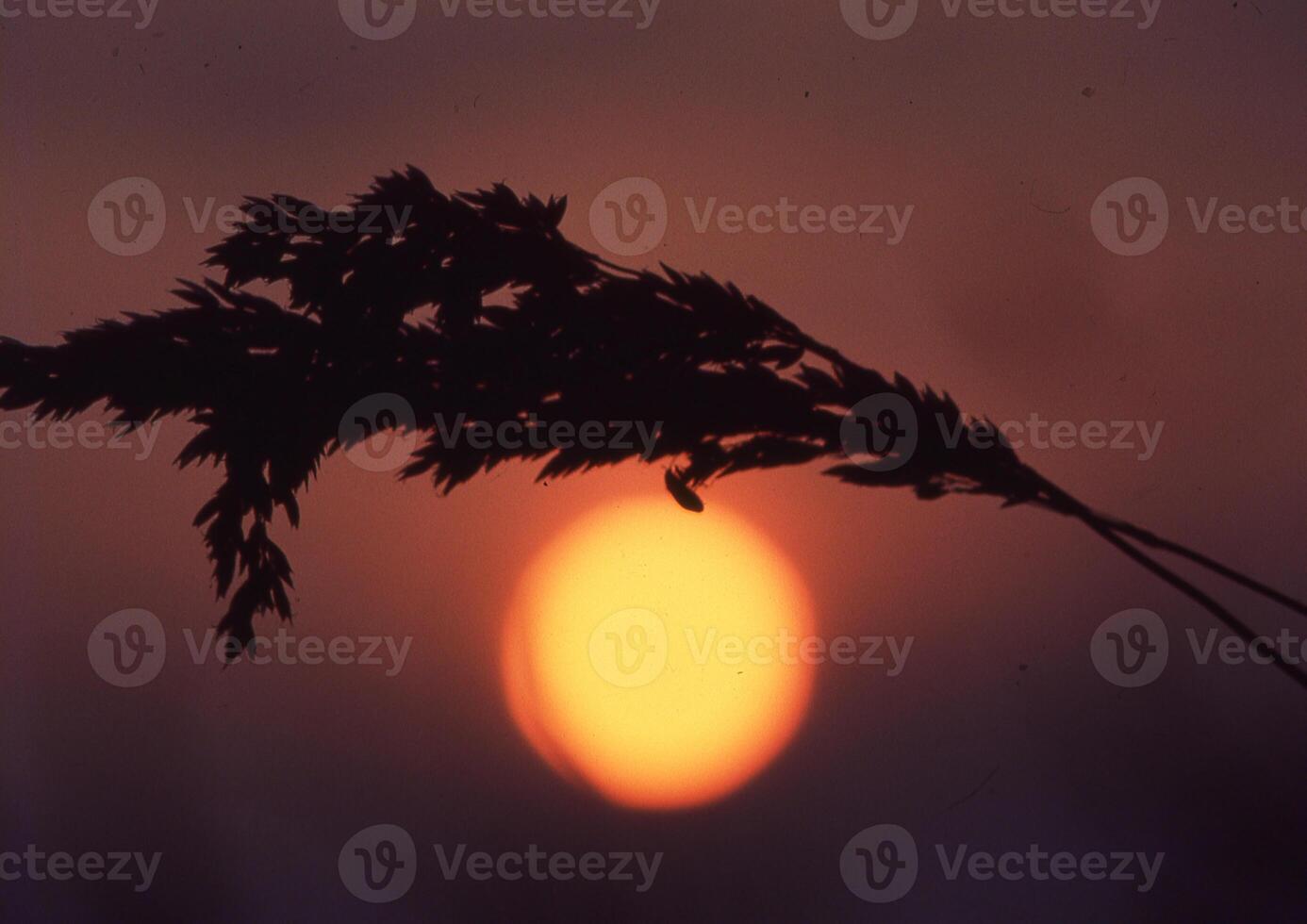 a plant with a sun in the background photo