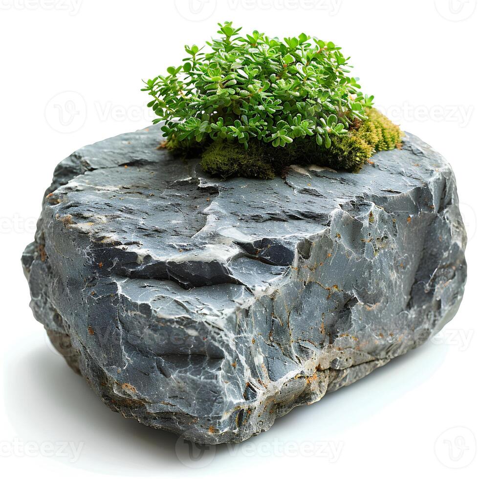 Green moss on a stone isolated on white background with shadow. Rock with forest moss isolated. Rock with wild forest grass and nature photo