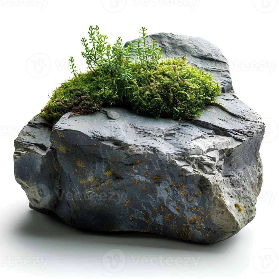 Green moss on a stone isolated on white background with shadow. Rock with forest moss isolated. Rock with wild forest grass and nature photo