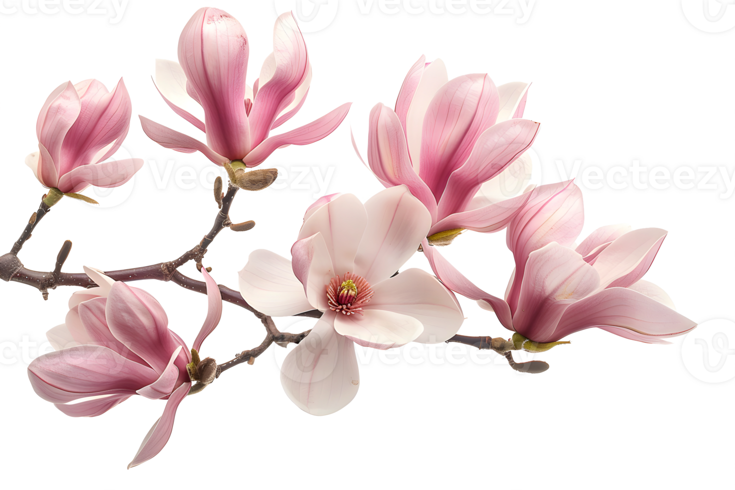 Magnolia flowers isolated on transparent background with clipping path. Spring flowers png