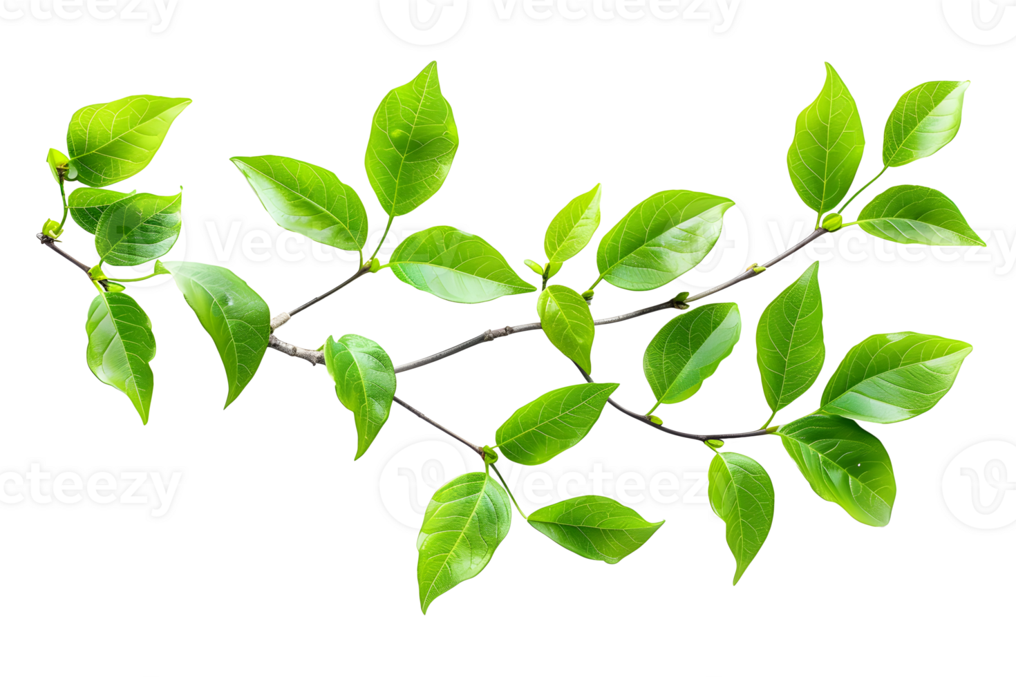 Green leaves isolated on transparent background png
