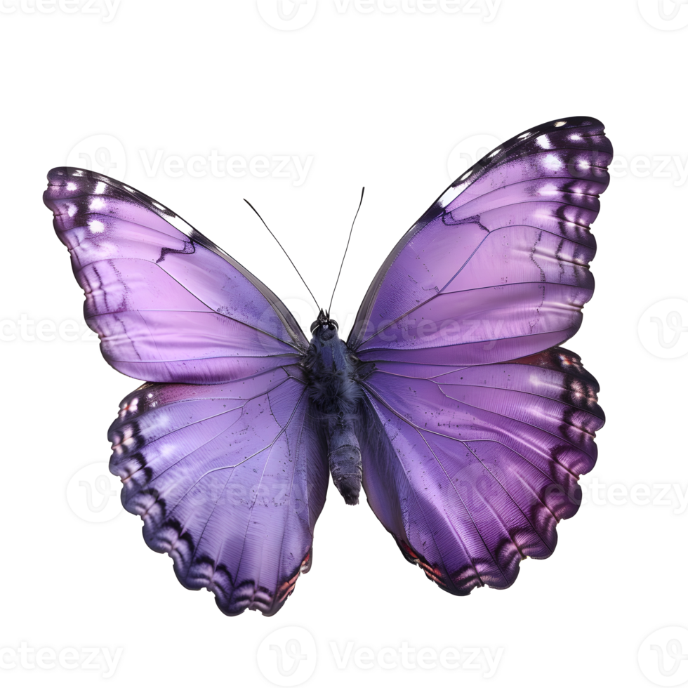 Purple butterfly isolated on transparent background png