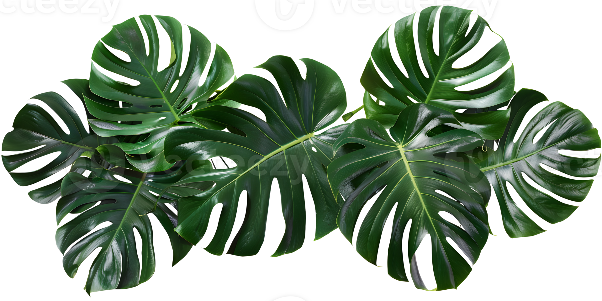 realistico dettagliato 3d verde Monstera foglia png