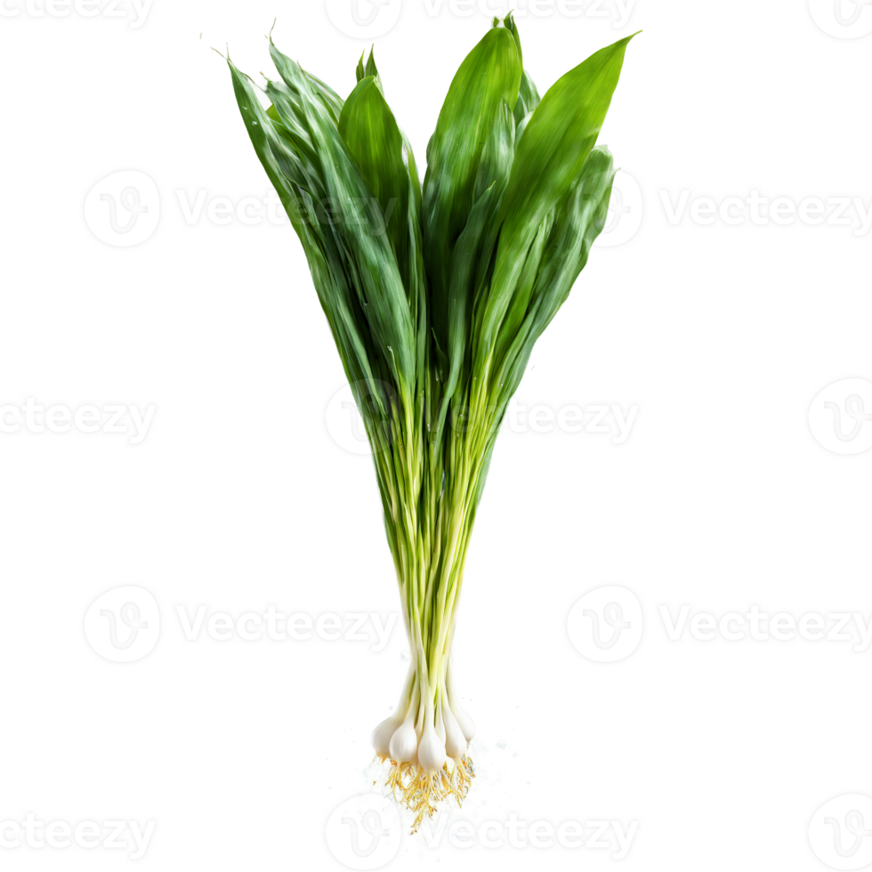 Ramps with slender leaves and bulbs in dramatic splash of water Food and culinary concept png