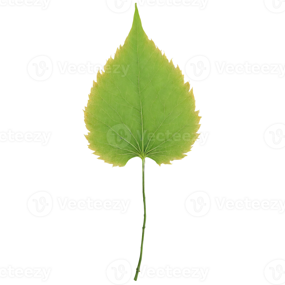 Ash Leaf compound yellow leaf with narrow leaflets and a smooth texture falling gently Fraxinus png