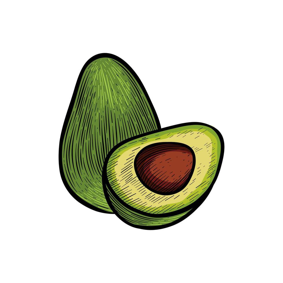 avocado fruit illustration with color vector