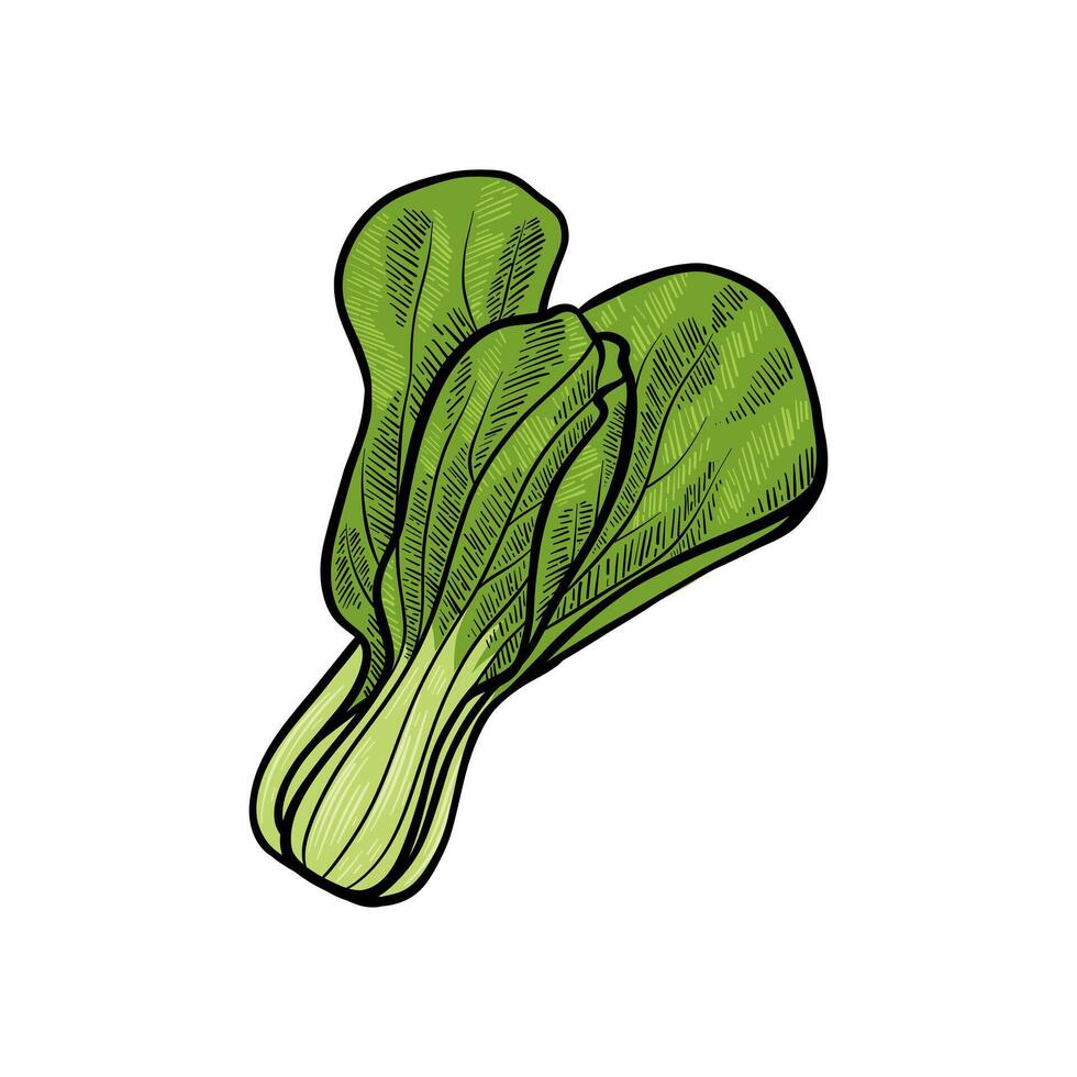 illustration of mustard greens with color vector
