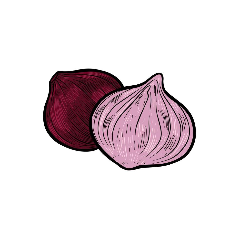 illustration of red onion engraving with vector